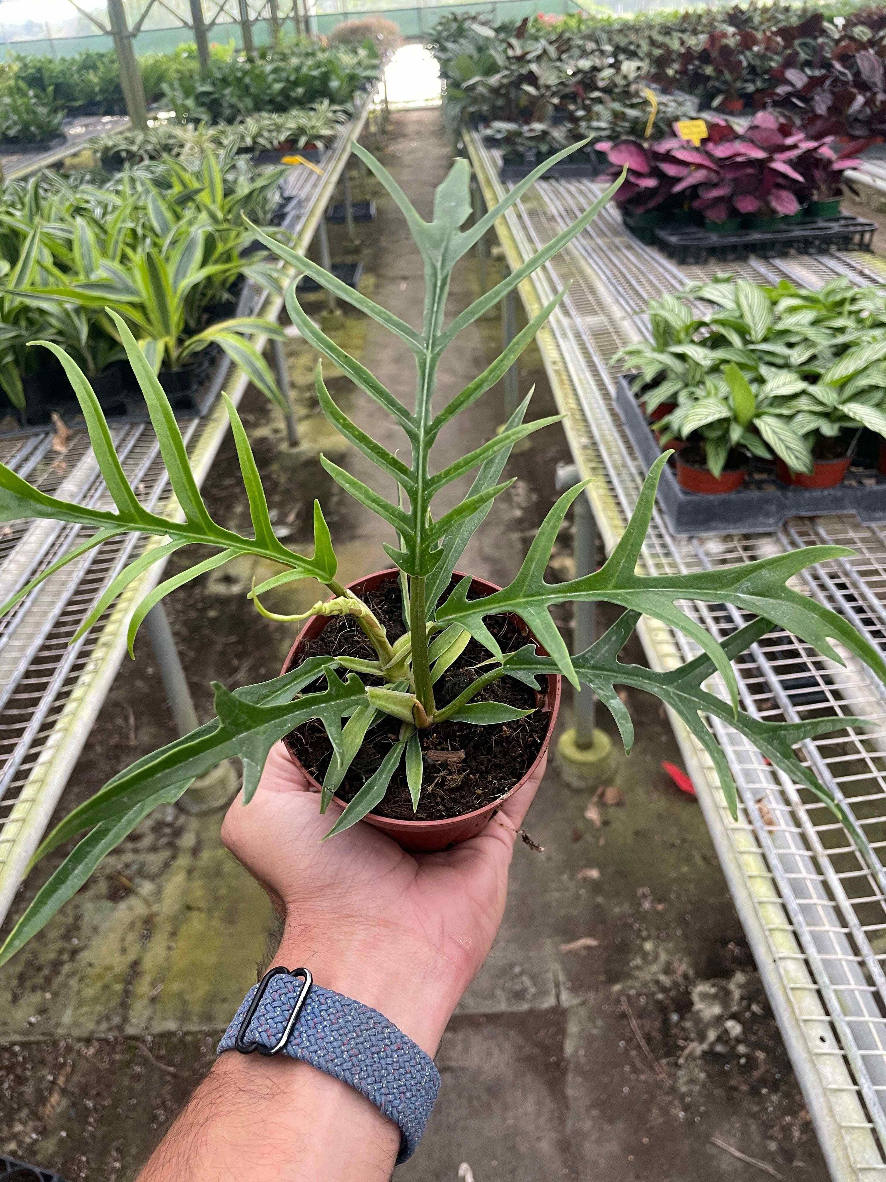 Philodendron 'Tortum'-4" Pot