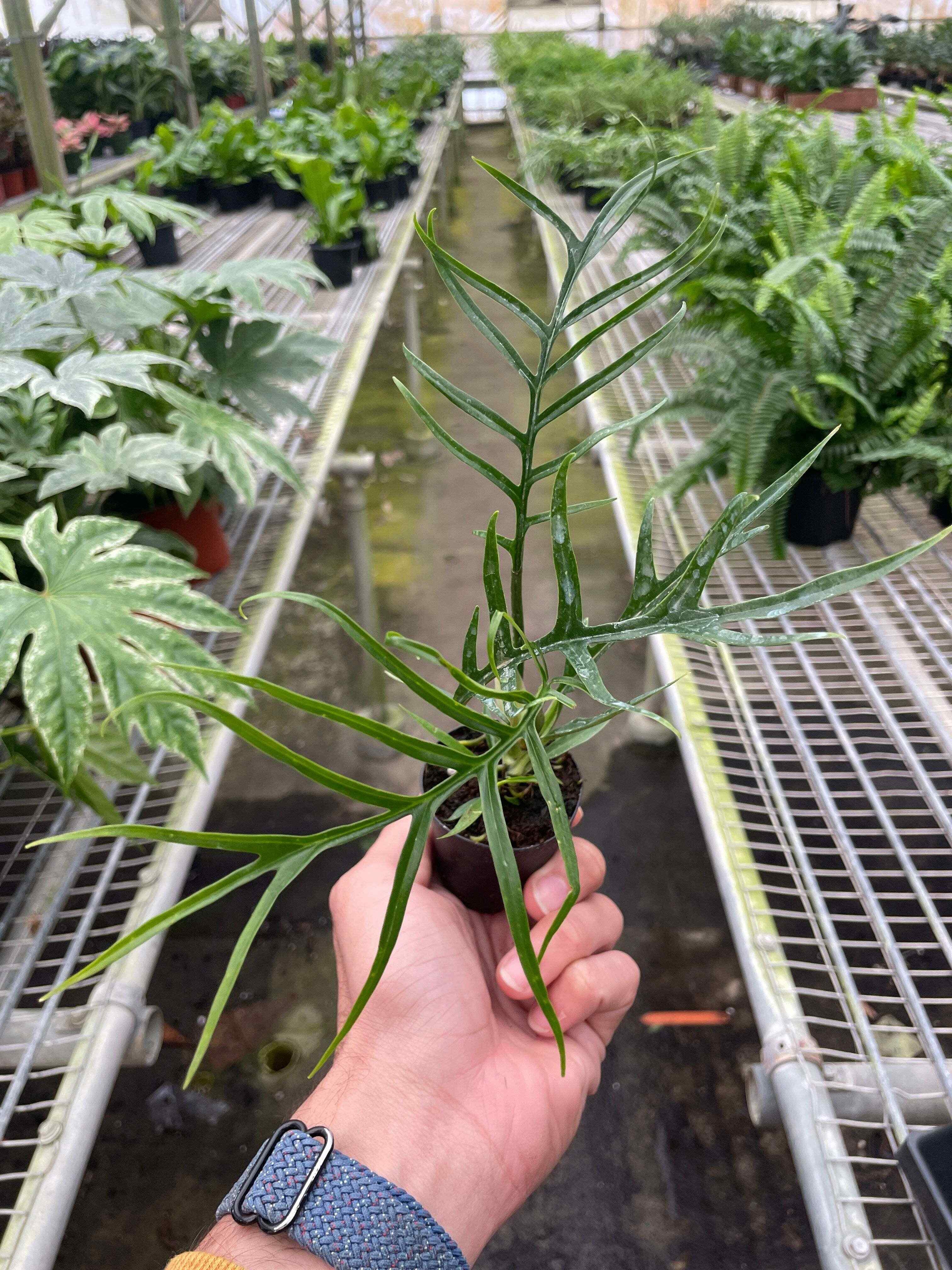 Philodendron 'Tortum'-4" Pot