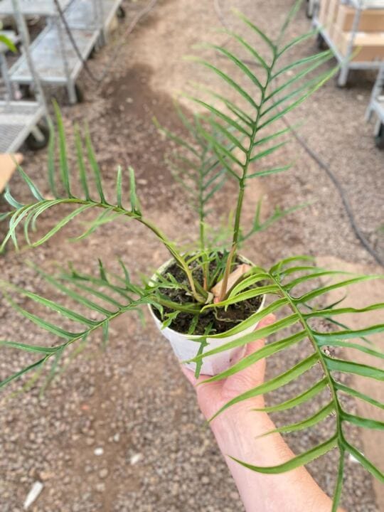 Philodendron 'Tortum'-4" Pot