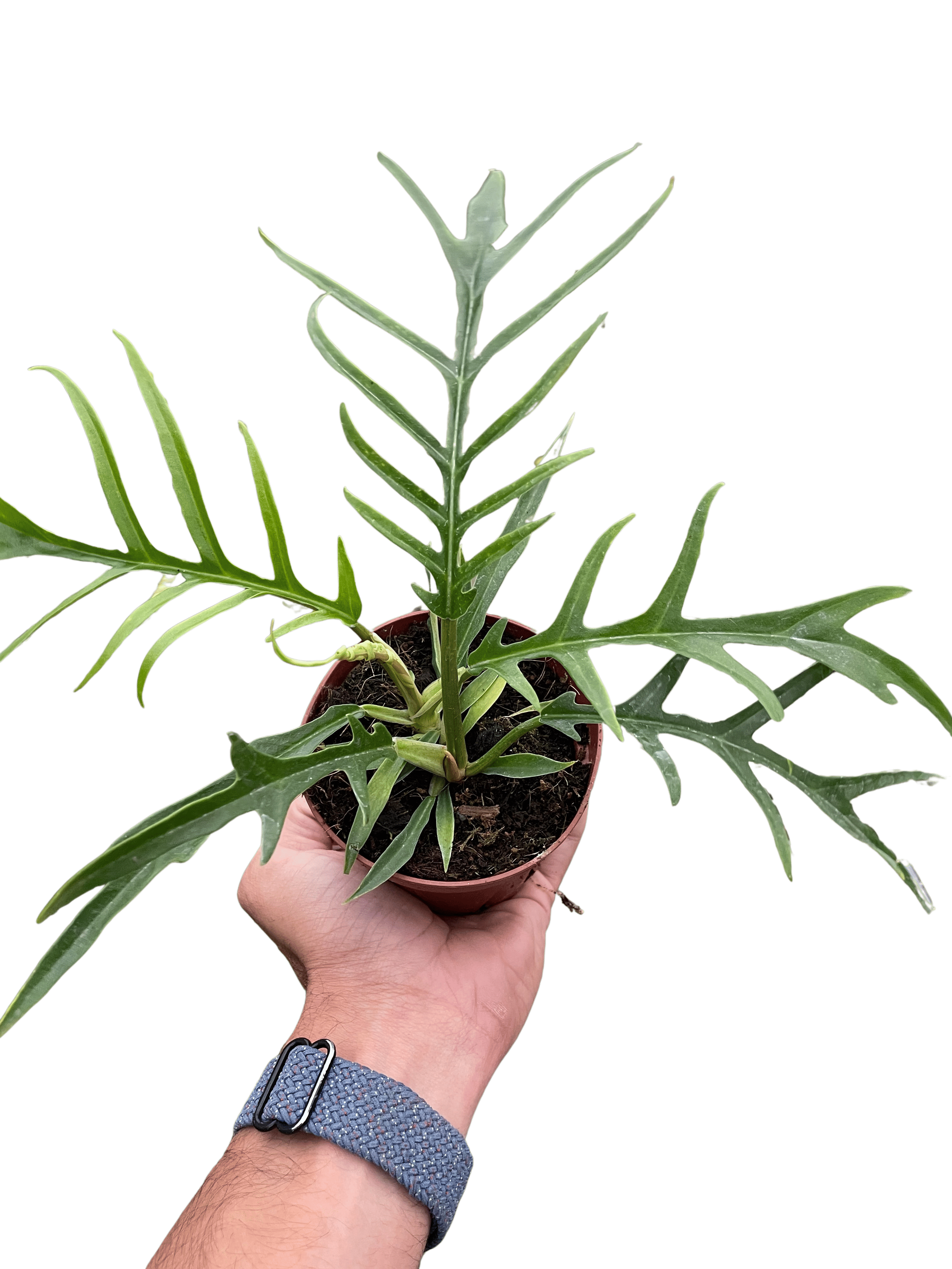Philodendron 'Tortum'-4" Pot