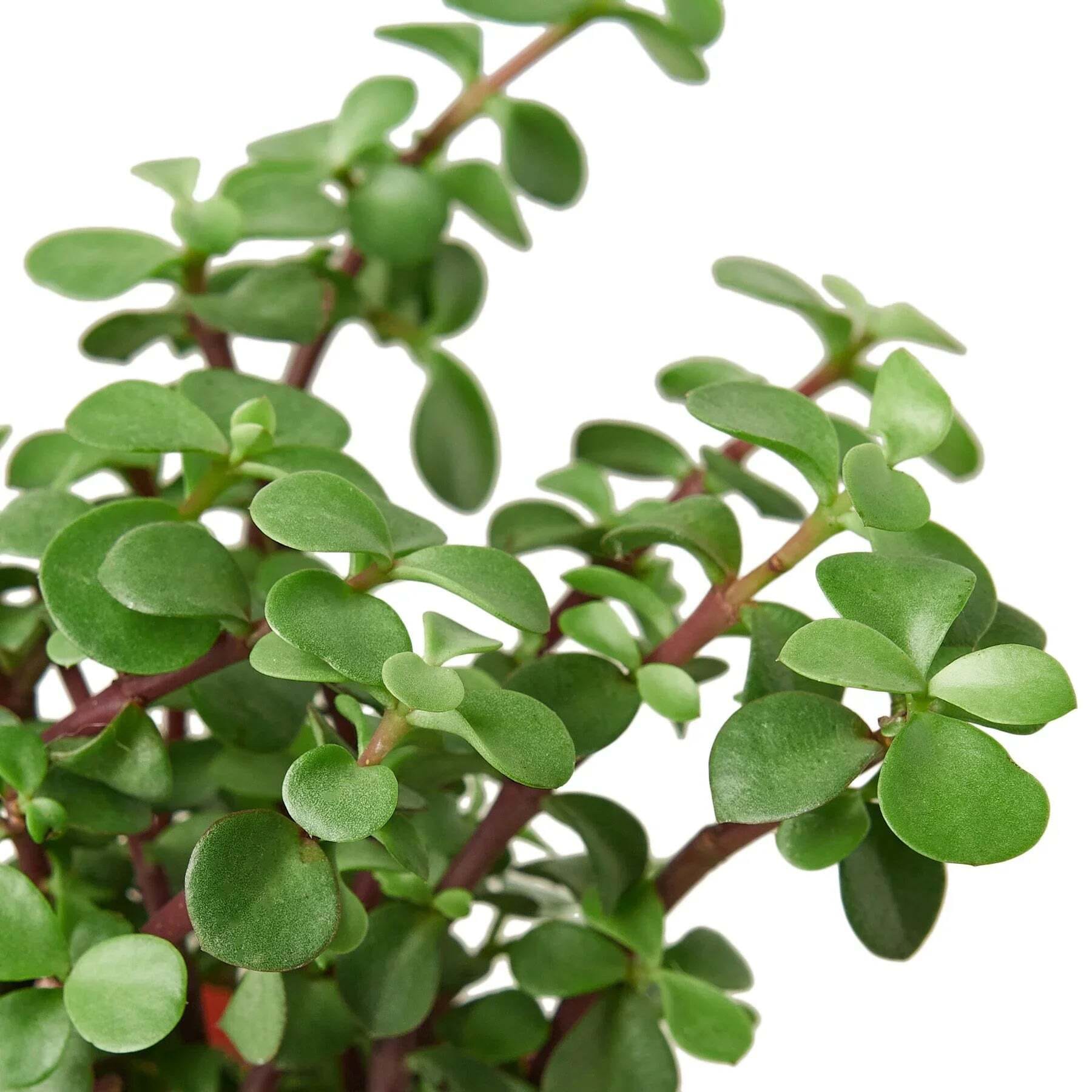 Succulent 'Elephant Bush'-4" Pot