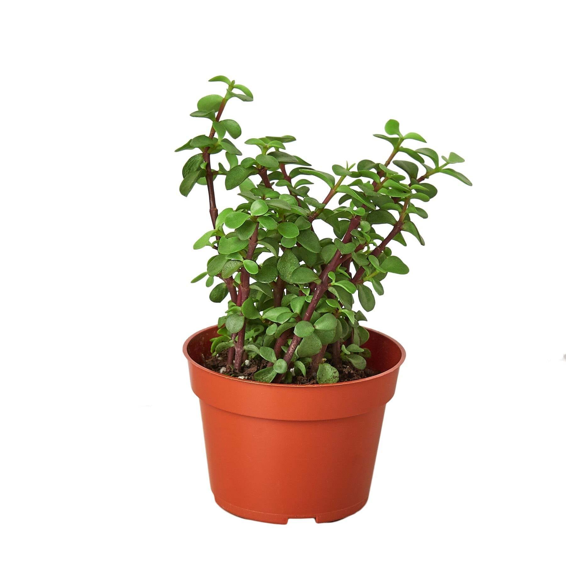 Succulent 'Elephant Bush'-4" Pot