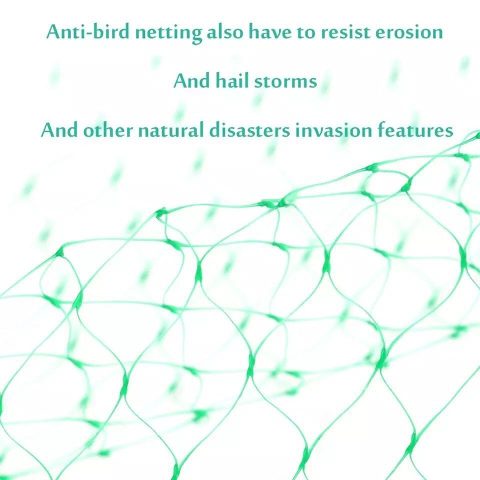 Bird Mesh