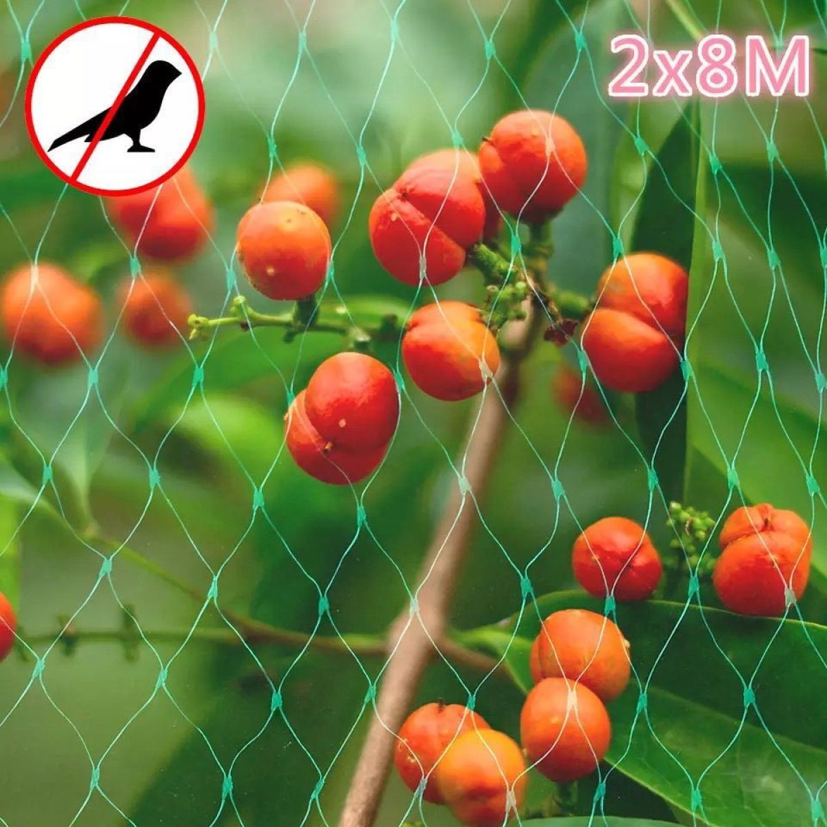 Bird Mesh