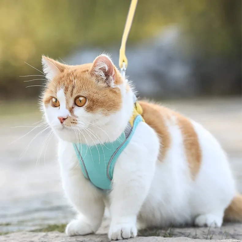Cat Harness Leash Set