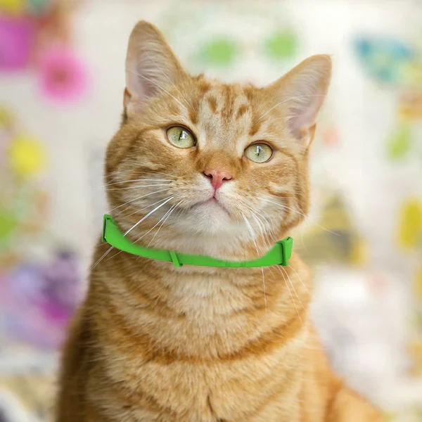 Dr Paws™ 8 Months Flea and Tick Free Cats