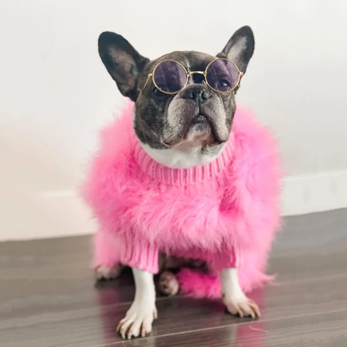 Dog Jumpers NZ