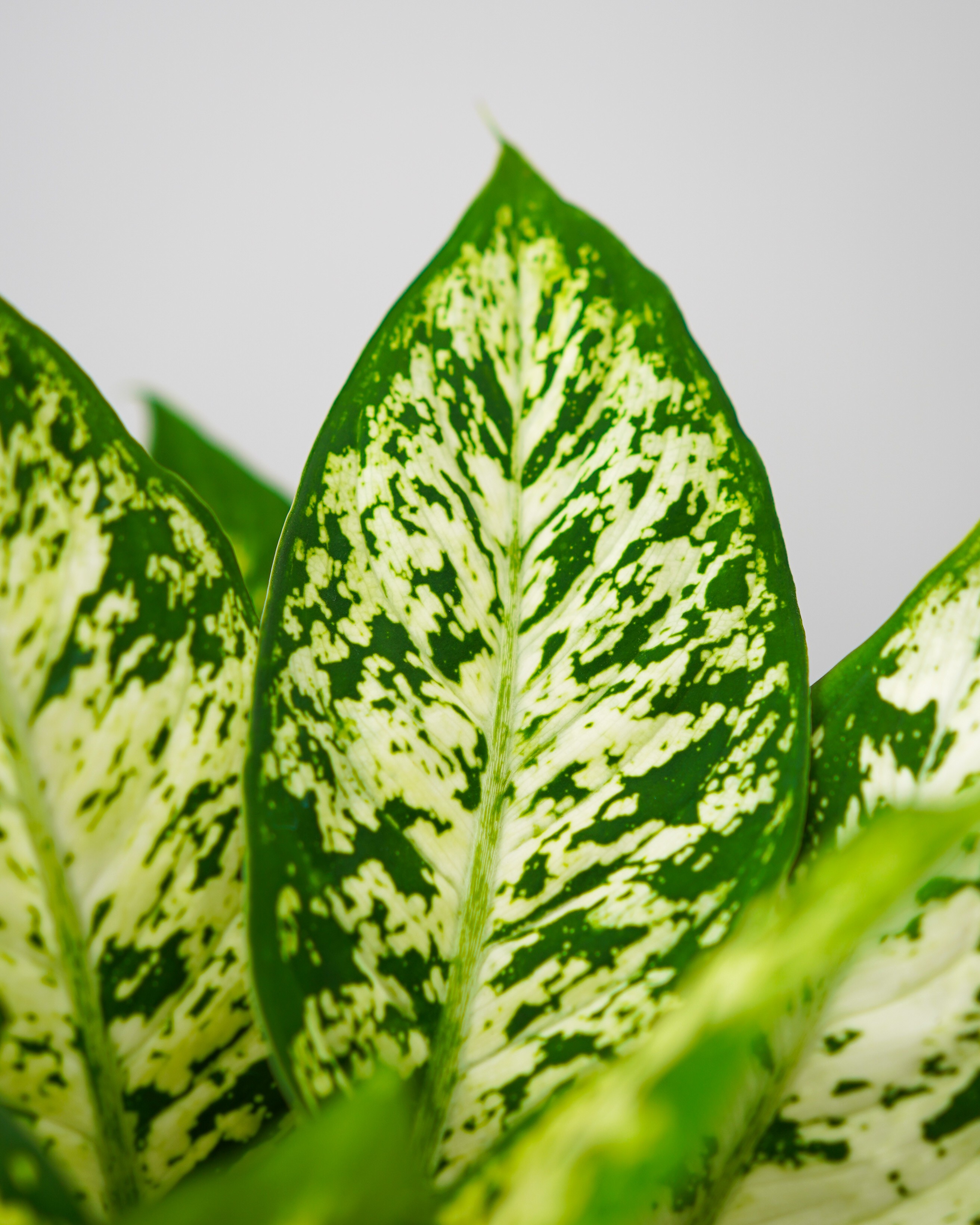 Dieffenbachia Compacta