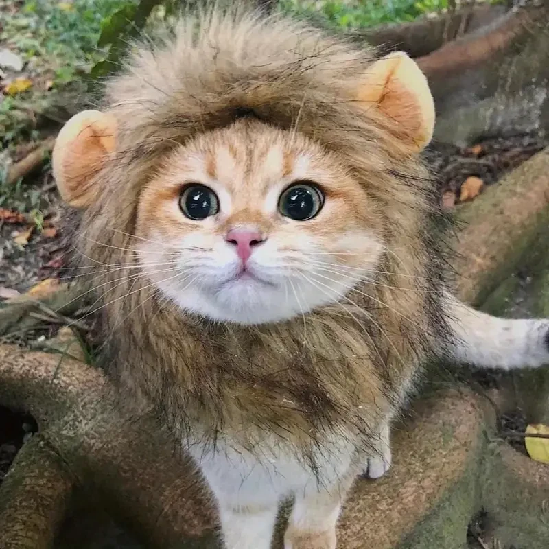 Adorable Lion Mane Costume for Cats – Durable and Comfy