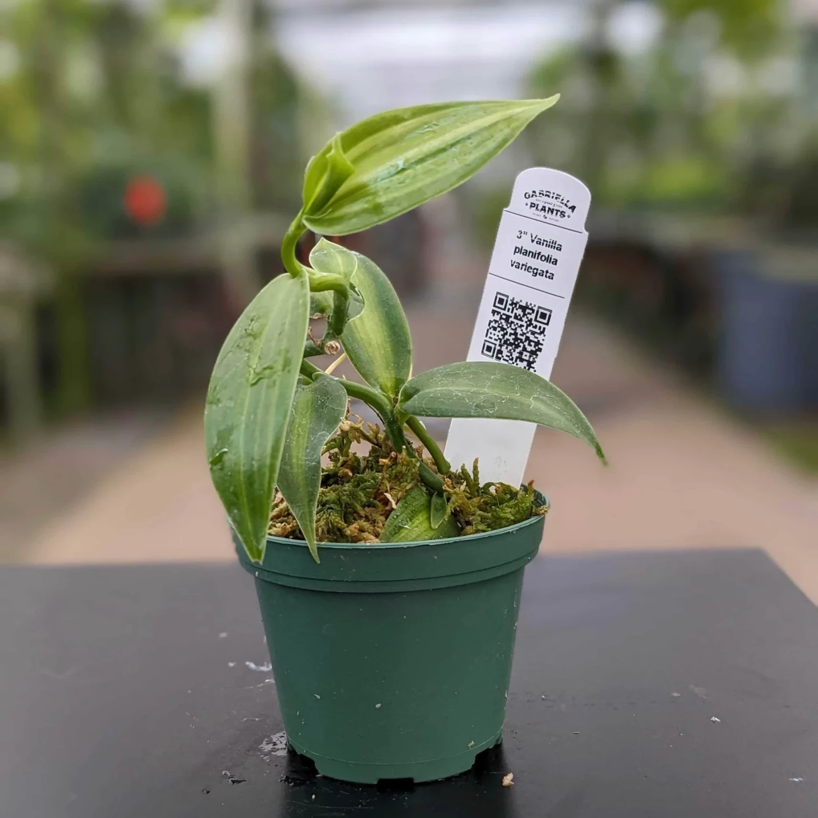 albo variegata Alocasia Simpo Albo Variegata
