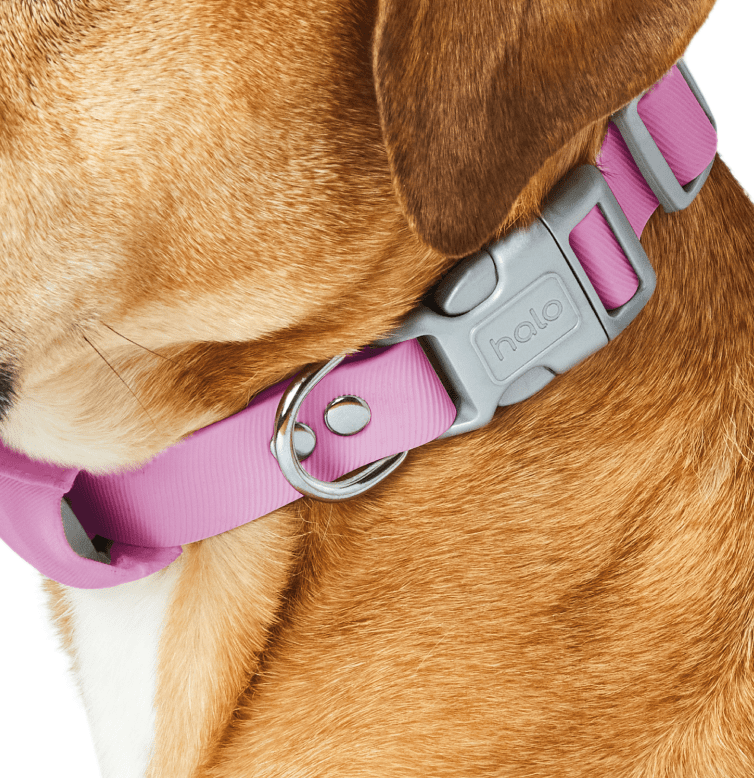 Halo dog collar outlet