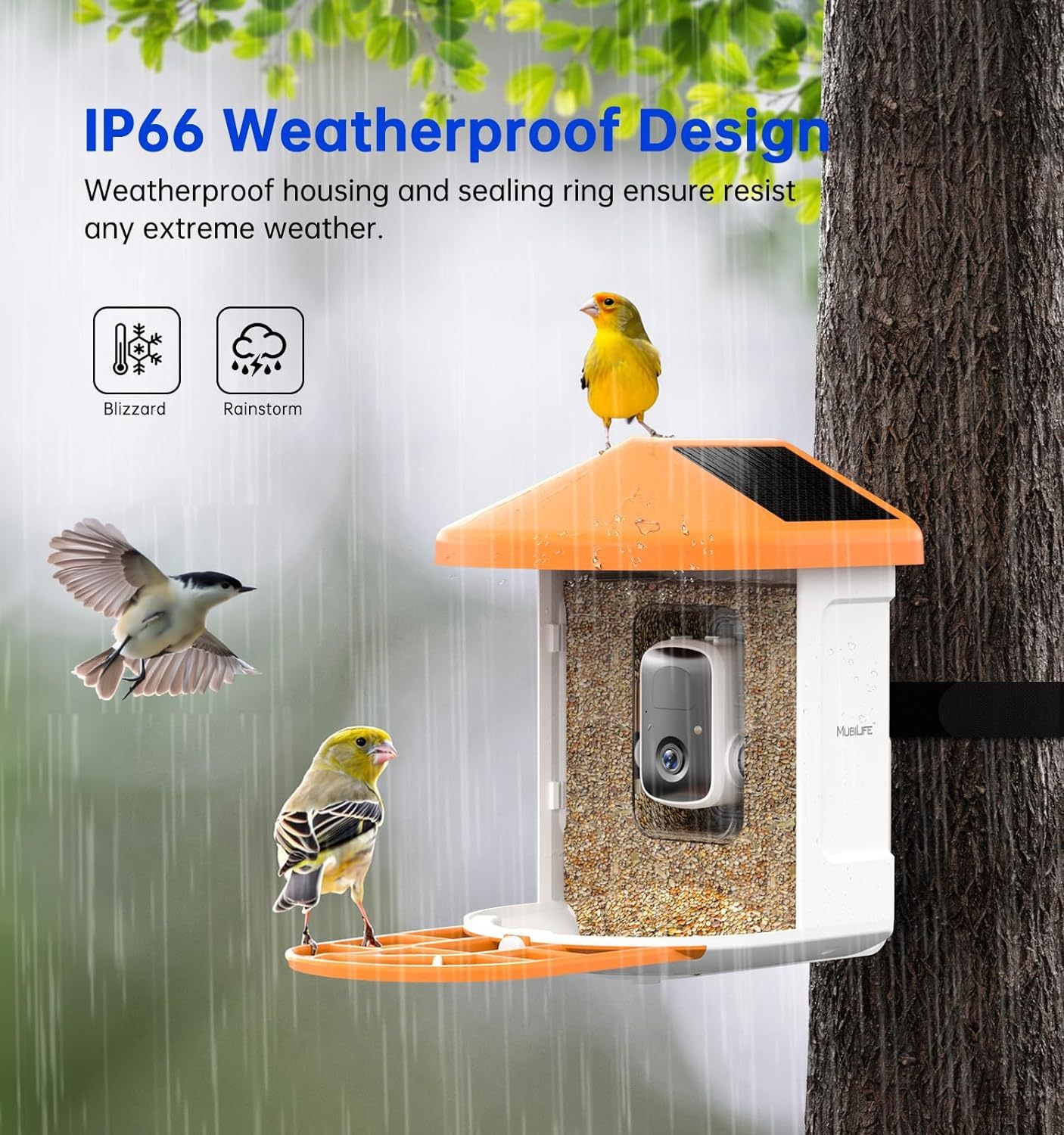Solar Bird Feeder with Camera & AI Bird Recognition