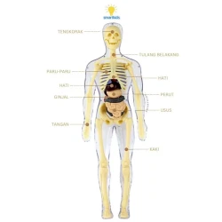 Toy Puzzle 3D Model Human Body Education Children Science Learning Anatomy Body Bones Organ Science STEM DIY Arrangement
