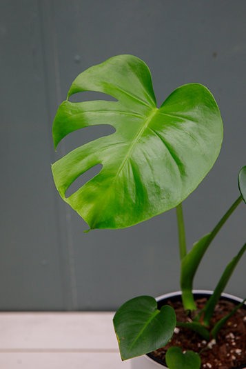 Monstera deliciosa