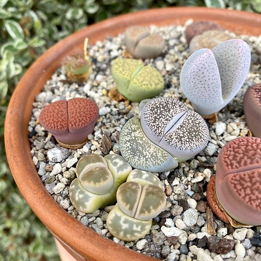 Lithops "Living Stones"