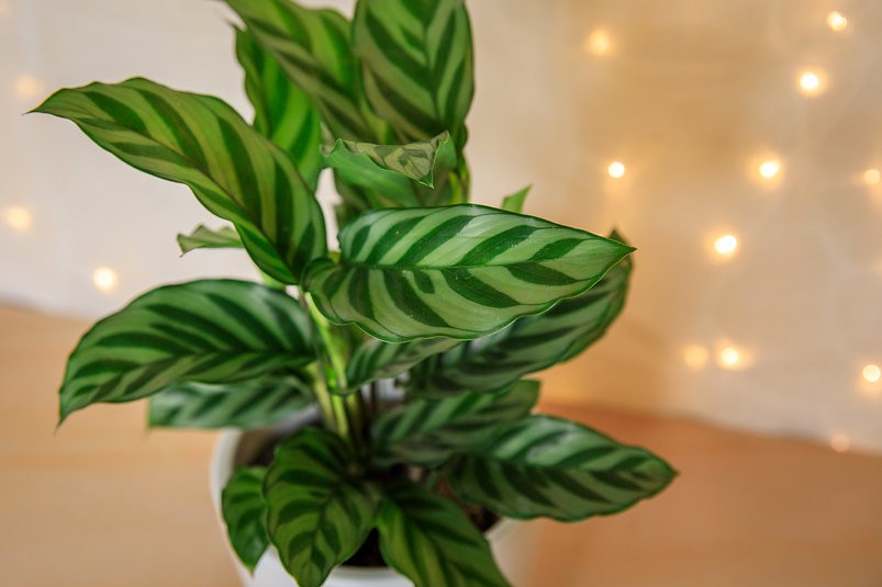 Calathea Freddy
