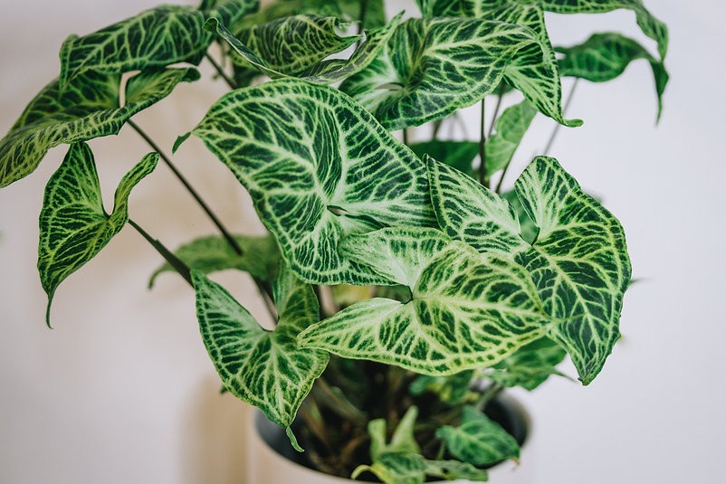 Syngonium Batik
