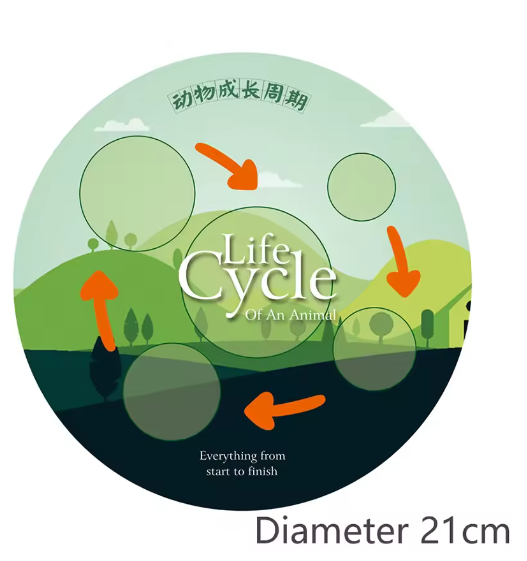 Simulation Life Cycle Animals Model Montessori Toy Children Insect Plant Growth Cycle Biology Science Open-Ended Educational Toy