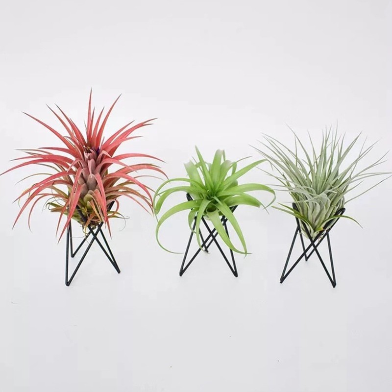 Nordic Style Air Plant Holder – Metal Flower Pot Stand, Geometric Iron Tillandsia Holder, Art Display for Home & Garden