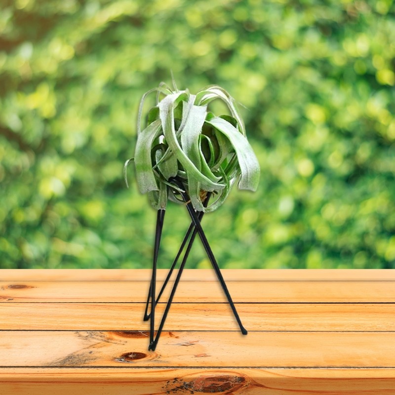 Nordic Style Air Plant Holder – Metal Flower Pot Stand, Geometric Iron Tillandsia Holder, Art Display for Home & Garden