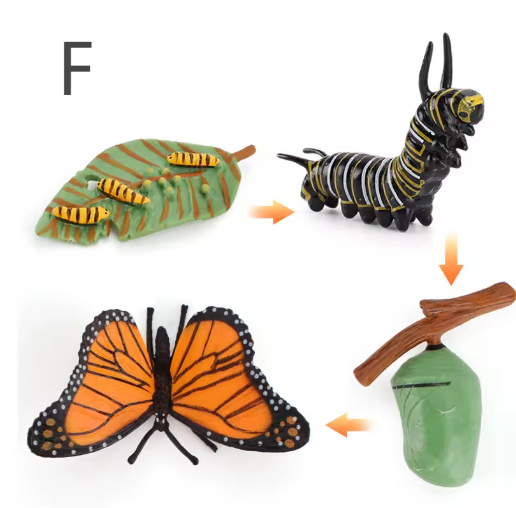 Simulation Life Cycle Animals Model Montessori Toy Children Insect Plant Growth Cycle Biology Science Open-Ended Educational Toy