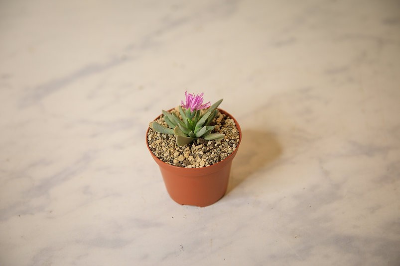 Aloinopsis orpenii