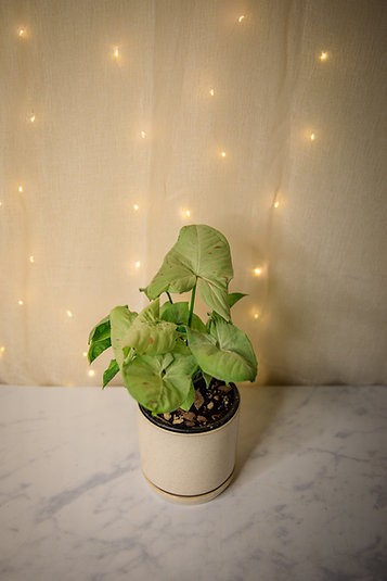 Syngonium Confetti