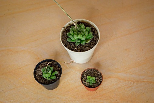 Haworthia Cooperi