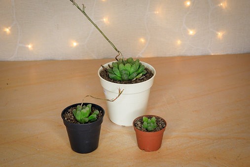 Haworthia Cooperi
