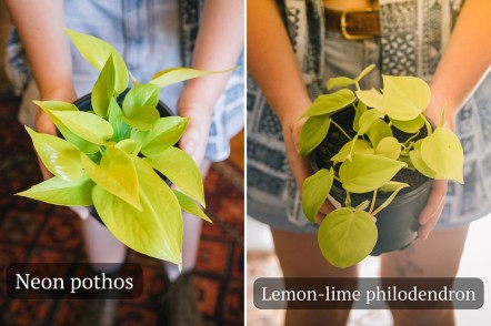 What's the difference between a pothos and a philodendron?