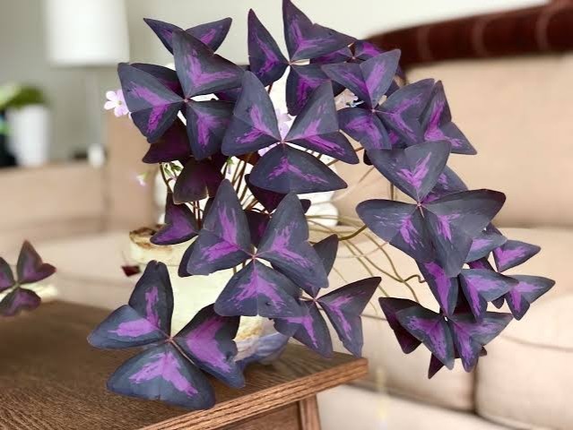 Discover the Magic of Oxalis Triangularis